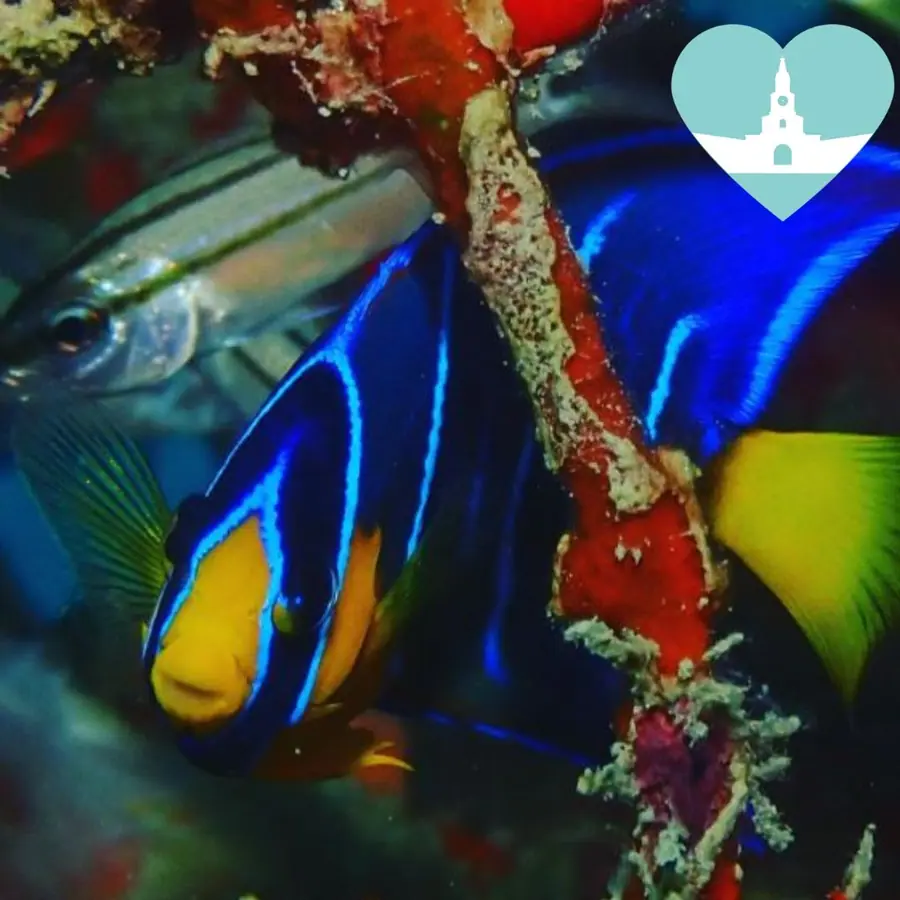 Buceo de iniciación y pasadía en Mambo Beach — 1
