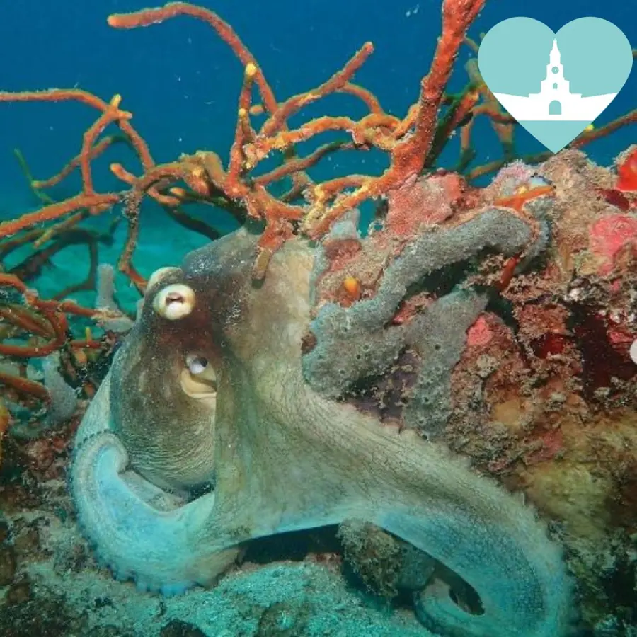Buceo de iniciación y pasadía en Mambo Beach — 3