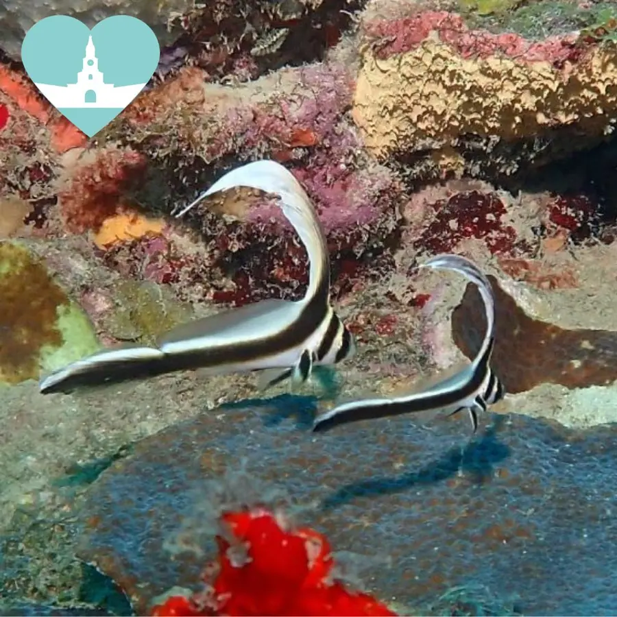 Buceo de iniciación y pasadía en Mambo Beach — 4