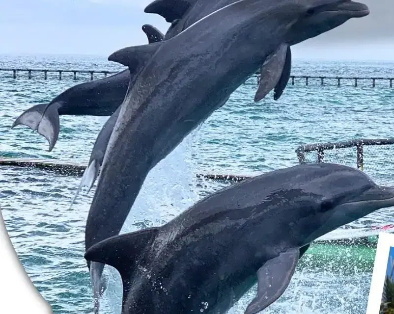 Oceanarium and Mambo Beach Club Barú in One Day — 1