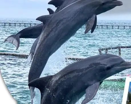 Visita al oceanario y playa en Mambo Barú, con transporte desde el hotel y almuerzo.