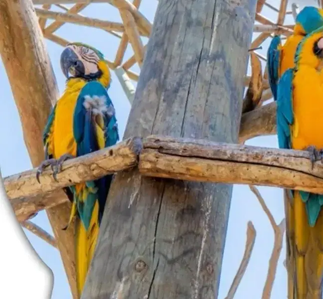 Mambo Beach, Aviario Nacional y plancton en Barú — 1
